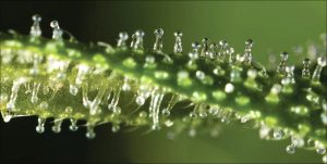 Trichomes on Cannabis Image