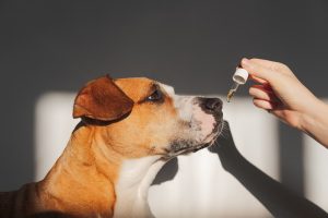 Supplements for Dogs Image